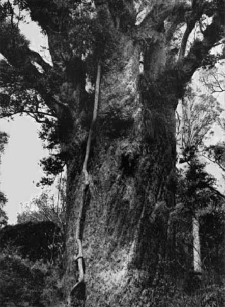 Kauri Pine