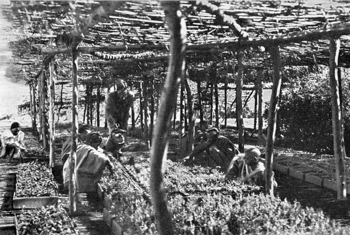 first tree nursery