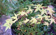 Japanese Maple