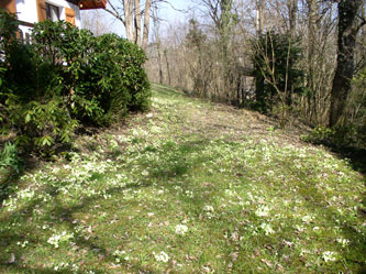 lawn with primroses