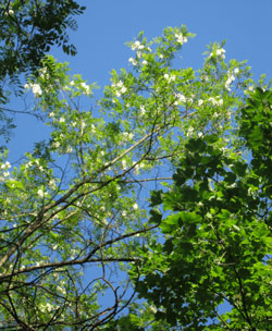 flowering tree