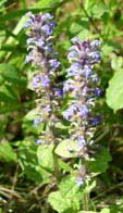 Ajuga