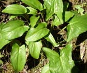 Calla lilies