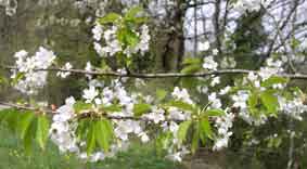 cherry blossoms