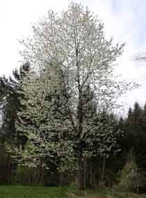 cherry tree in bloom