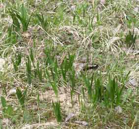 Colchicum in spring