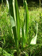 Colchicum