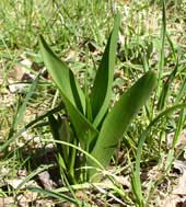 Colchicum leaves