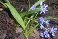 Scilla bifolia