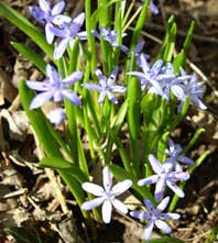 Scilla bifolia