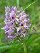 Military Orchid