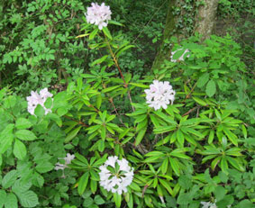 Rhododendron