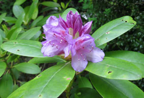 Rhododendron