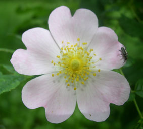 wild rose