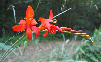 Day lilies