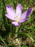 Colchicum