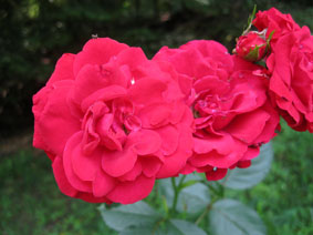 roses