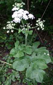 white flowers