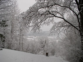 Trees in ice