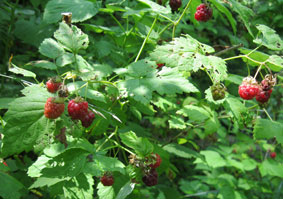 raspberries