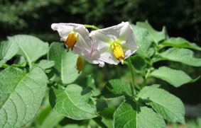 potato flowers