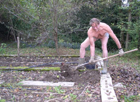 harvesting potatoes