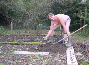 harvesting potatoes