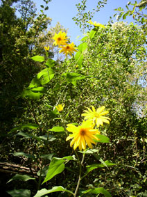 Jerusalem artichoke flowers