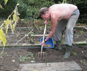 Digging potatoes