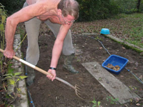 Digging potatoes