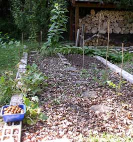 vegetable garden