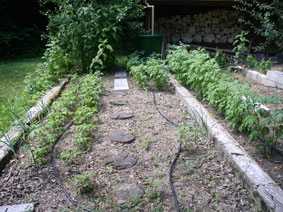 potatoes in early July