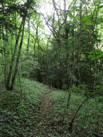 path to central forest