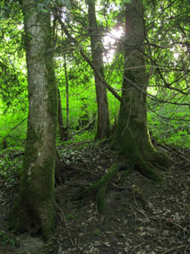 trees along Brameloup