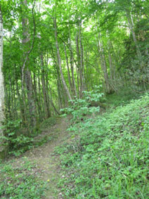 western forest