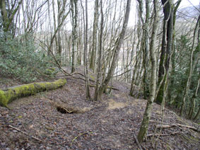 western forest in winter