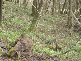 Scylla lilies in western forest