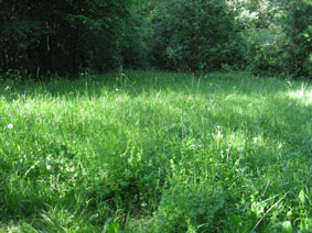 upper meadow