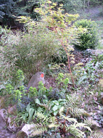 front garden 2010