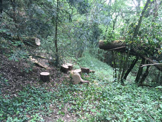 cut oak tree across trail