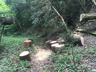 cut oak tree across trail