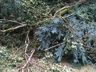 fallen branches hiding woodshed