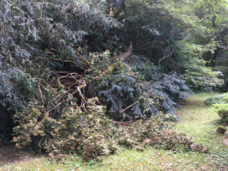 fallen branches