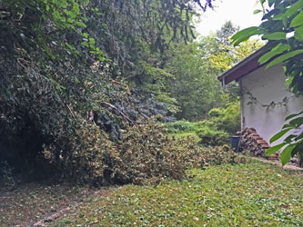 treetop on driveway