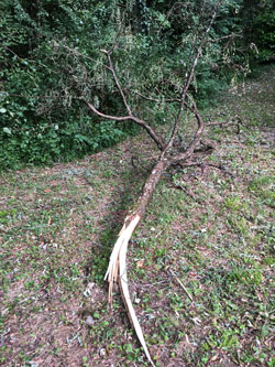 branch from Robinia