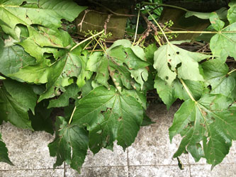 leaves damaged by hail