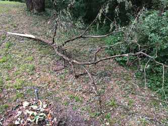 branch from Robinia