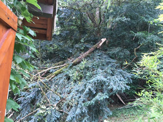 fallen branches