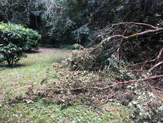 fallen branches