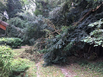 treetop on driveway